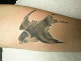 tetovani hradec kralove,ptaček