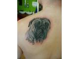 tetování pes